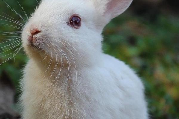 男牛女兔5月搬家吉日 户主属兔搬家吉日